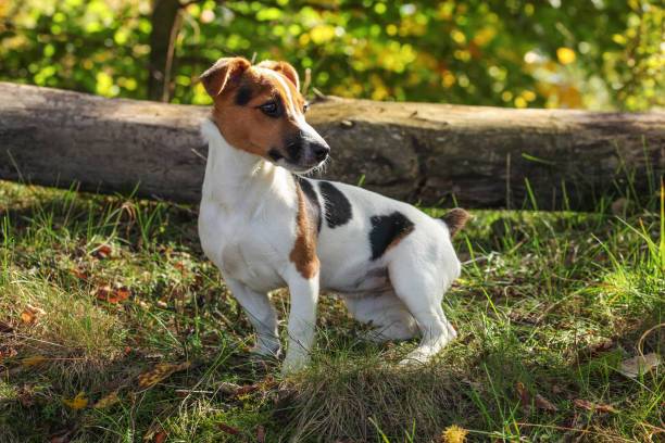 istock Small Jack Russell terrier standing in low forest grass, sun shining on her head 1130064565