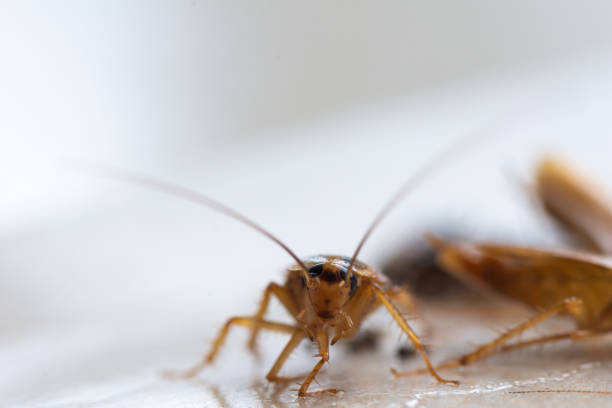 istock Cockroaches close up 1130064651
