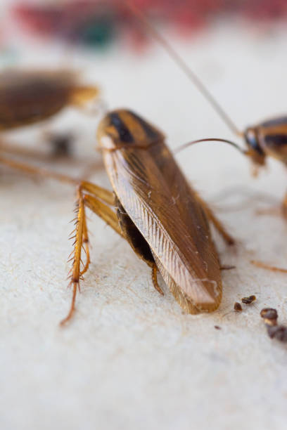 istock Cockroaches close up 1130064660