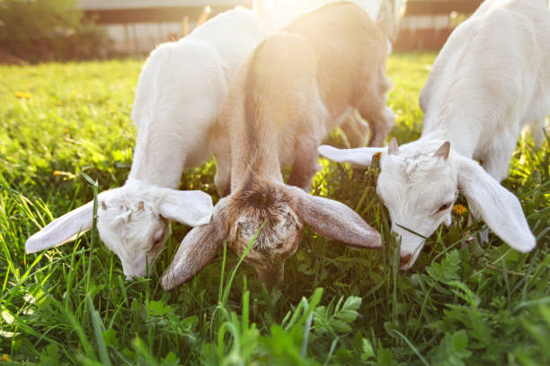 istock Goat kids grazing, wide angle photo with sun back light. 1130065295