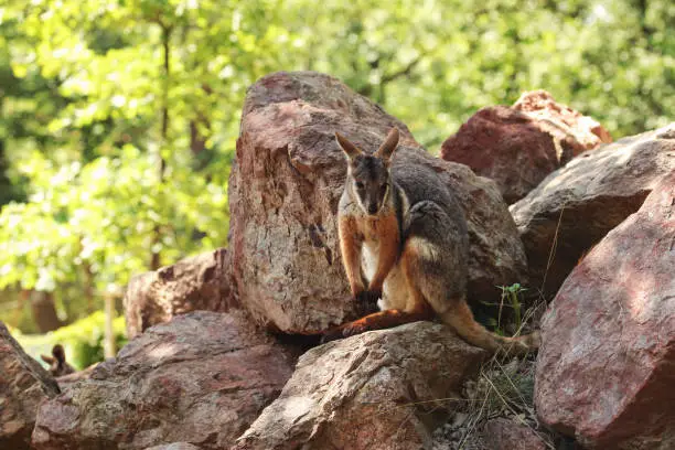 Yellow-footed rock-wallaby kangaroo ( Petrogale xanthopus ) hiding in red rocks