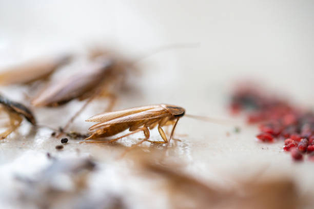 istock Cockroaches close up 1130065813