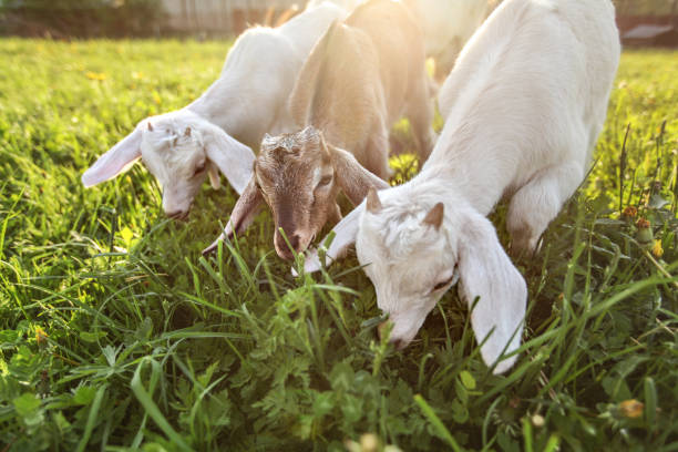 istock Three goat kids grazing on meadow, wide angle close photo with backlight sun. 1130065891