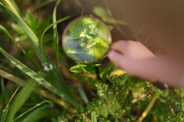 Kid exploring nature with magnifying glass. Close up. Little boy looking at beetle with magnifier. Summer activity for inquisitive child