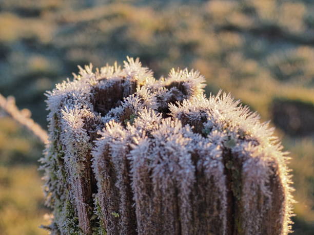 istock top of a frosted stake with ice spines - 1 1130067068