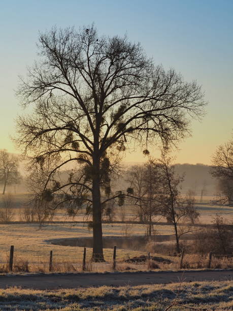 silhouette of a bare tree full of mistletoe, at dawn