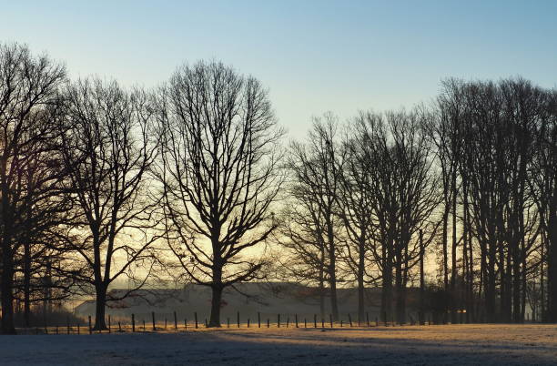 istock silhouette of trees 1130067177