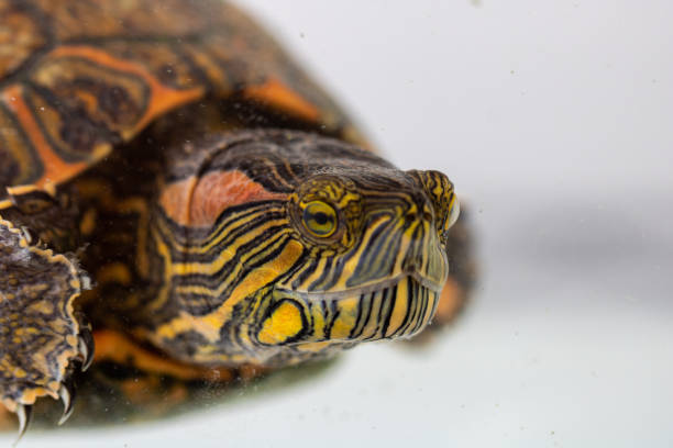 istock Turtle swimming in the terrarium 1130068507