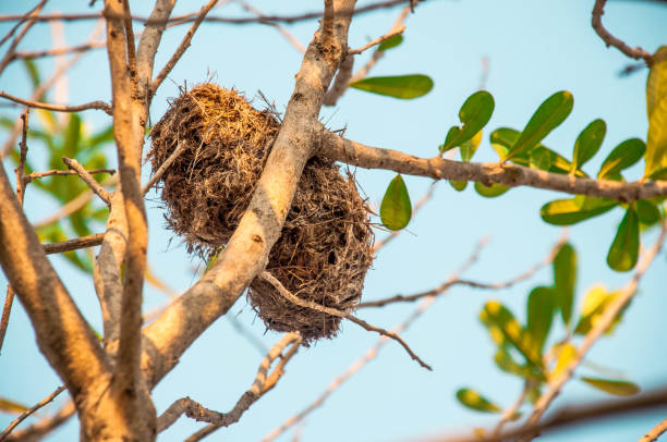 istock tree branch with Bird's nest  and blue sky 1130069328