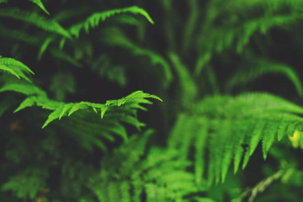 istock Fern Leaves In The Forest 1130069521