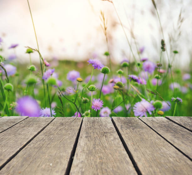 istock Knautia arvensis field from balcony 1130069727