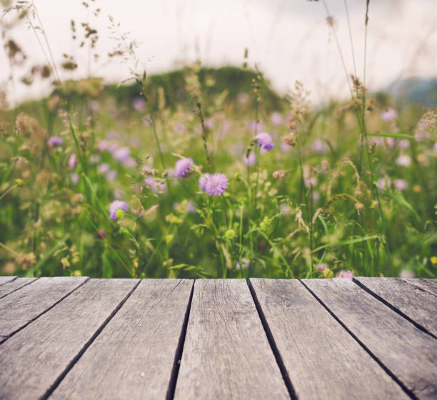 istock Knautia arvensis field from balcony 1130069736