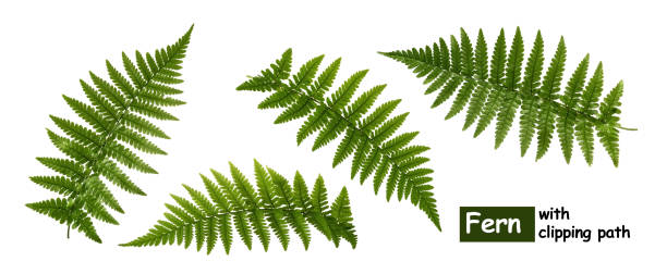 Fern leaves isolated on white with clipping path Fern leaves isolated on white with clipping path frond photos stock pictures, royalty-free photos & images
