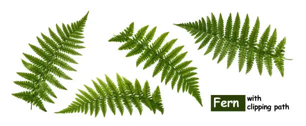 Photo of Fern leaves isolated on white with clipping path