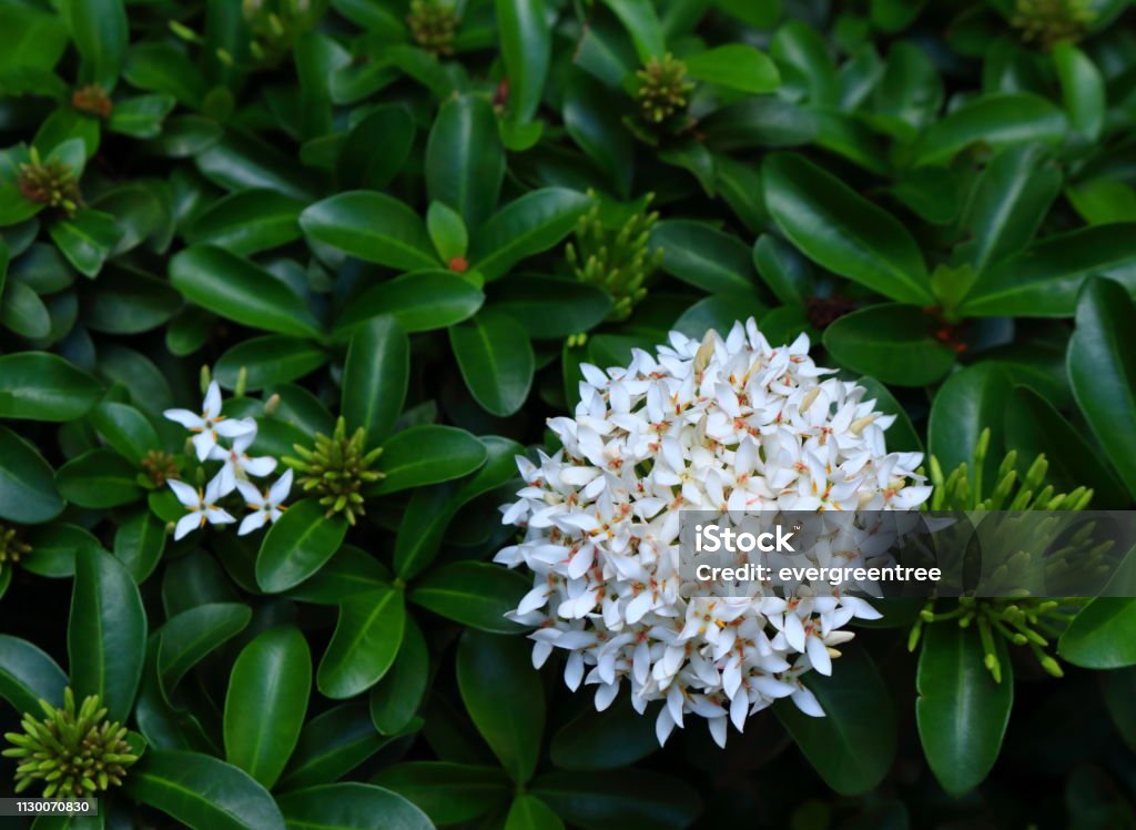 Foto de Ixora Branca e mais fotos de stock de Arbusto - Arbusto, Beleza,  Botânica - Assunto - iStock