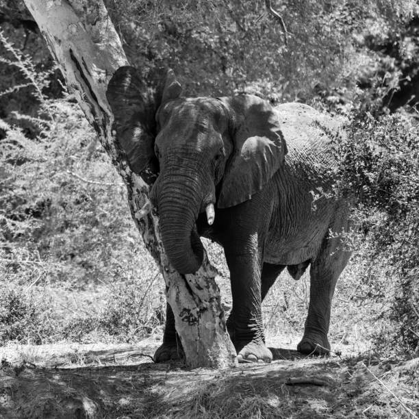 istock African Elephant Bull 1130071762