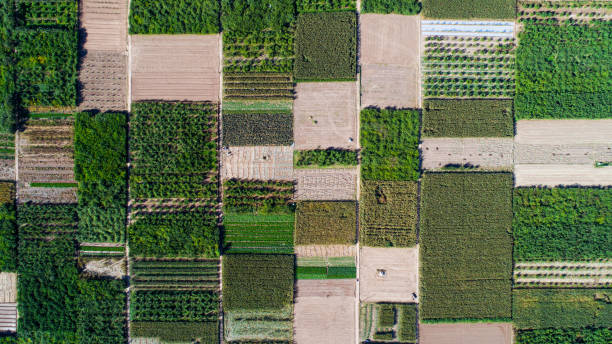 istock Aerial view of fields 1130072609
