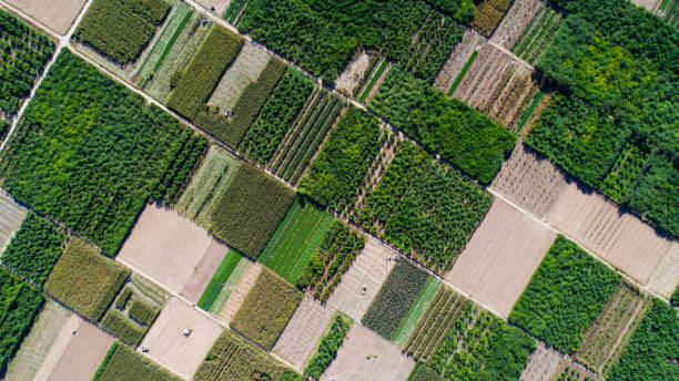 istock Aerial view of fields 1130072646