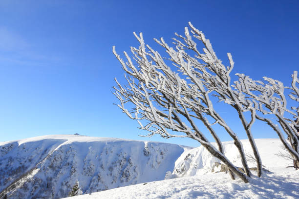 montanhas nevadas dos vosges, frança - stosswihr - fotografias e filmes do acervo