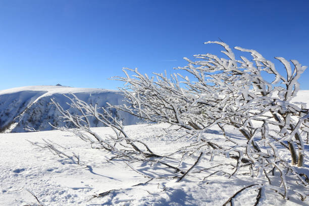 snowy mountains of vosges, france - frankenthal imagens e fotografias de stock