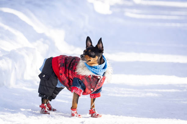 istock dog toy terrier 1130075579