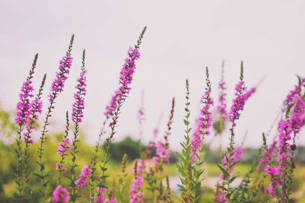 purple  flower Purple loosestrife or Lythrum salicaria flowers. lythrum salicaria purple loosestrife stock pictures, royalty-free photos & images
