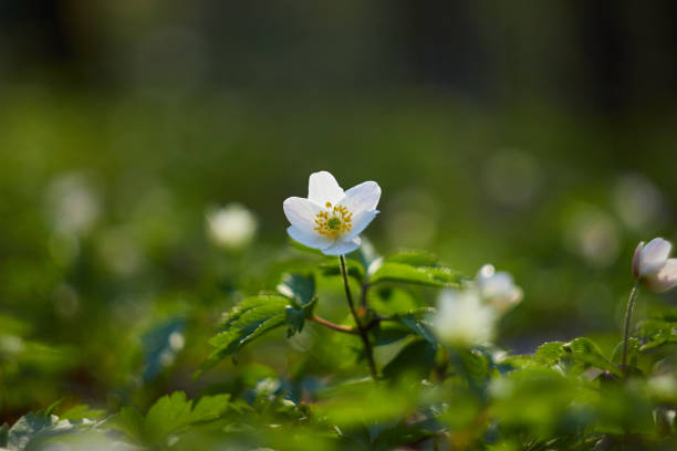 białe wiosenne kwiaty, przebiśniegi w lesie. anemone nemorosa - anemon drzewny, kwiat wiatru, naparstek i zapach lisa. romantyczny miękki delikatny wizerunek artystyczny. - anemone flower wood anemone windflower flower zdjęcia i obrazy z banku zdjęć