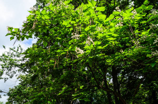 istock Flowers of catalpa tree on summer 1130080187