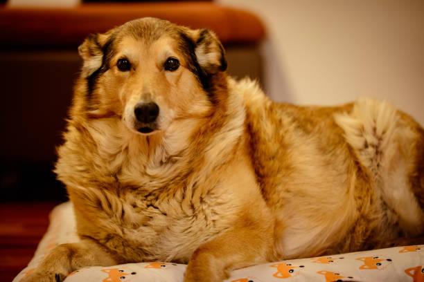 istock Old but happy crossbreed dog 1130080209