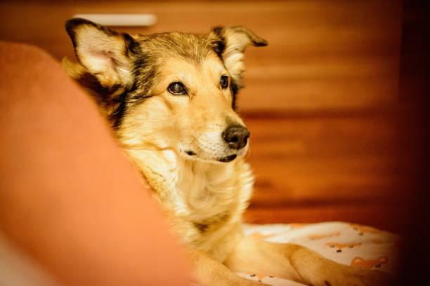 istock Old but happy crossbreed dog 1130080213