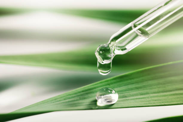 essentail oil drop on green leaf. spa background with copy space