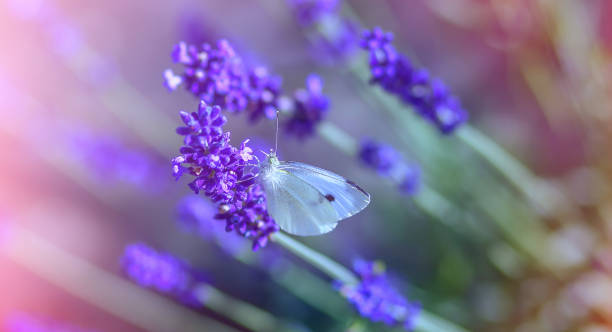 istock Butterfly on lavender flowers on a sunny warm day 1130082036