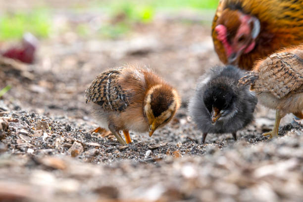 istock Chickens looking for food in a farm yard 1130082229