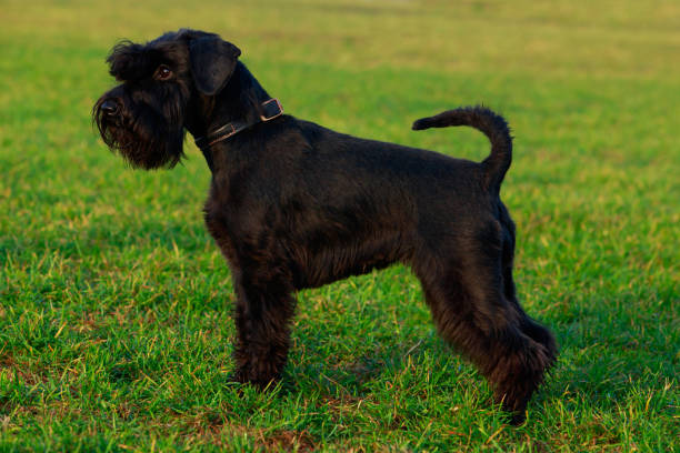 istock Dog Miniature schnauzer 1130082325