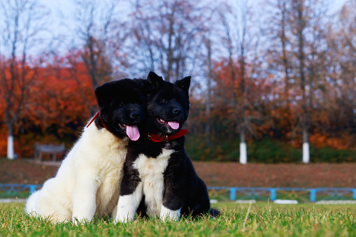Two little puppy breed of American Akita sitting in the park