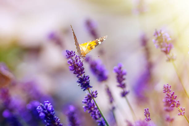 istock Butterfly on lavender flowers on a sunny warm day 1130082481