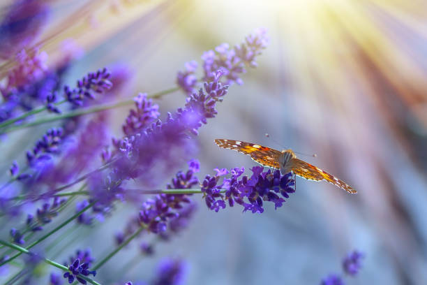 istock Butterfly on lavender flowers on a sunny warm day 1130082584