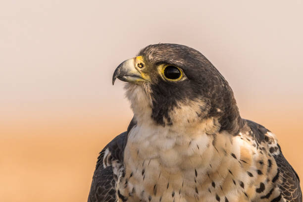 istock The worlds fastest Raptor! 1130082619