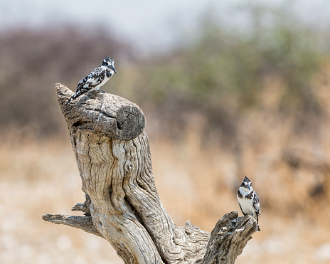 A pair of Pied Kingfishers  perched in a tree next to a Namibian river
