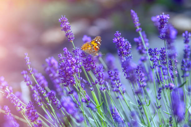 istock Butterfly on lavender flowers on a sunny warm day 1130083721