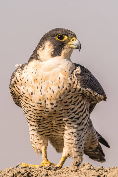 istock The worlds fastest Raptor! 1130083723