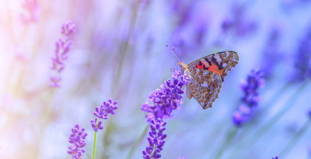 istock Butterfly on lavender flowers on a sunny warm day 1130083797