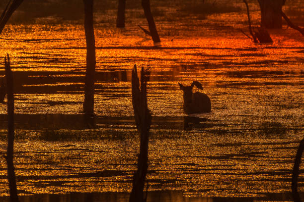 istock The Wonderful Sunset! 1130083843