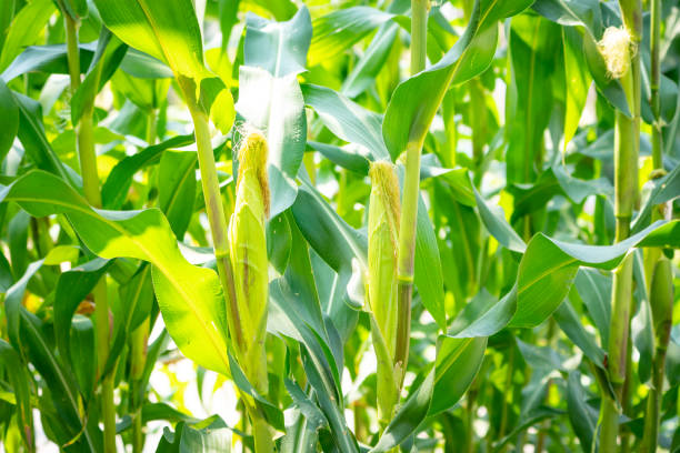 istock Organic corn or maize field farming on morning and sunlight 1130084135