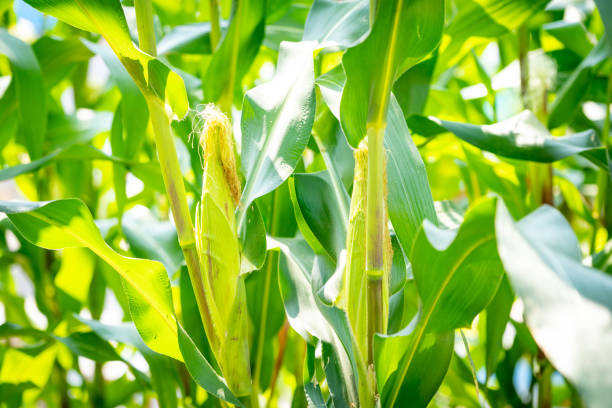 istock Organic corn or maize field farming on morning and sunlight 1130084260