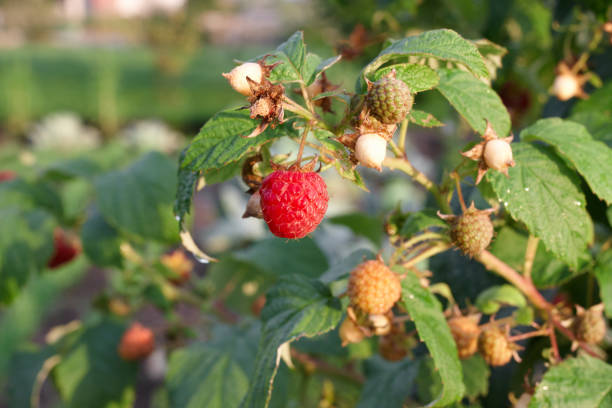 istock Branch of raspberry on bush with red ripe and unripe berries, copy space 1130085140