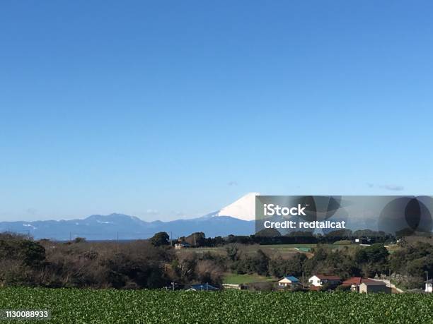 Die Mtfuji Stockfoto und mehr Bilder von Berg Fudschijama - Berg Fudschijama, Daikon, Feld