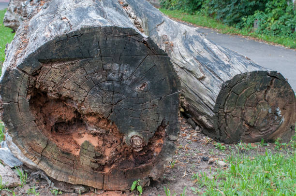 Old, rotten, sawn tree trunks lie on the meadow. A tree has a rotten hole