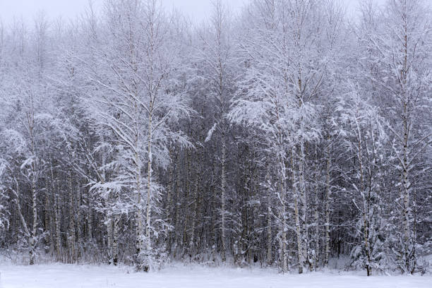 森林自然の静かな風景で覆われて晴れた朝で森の木々 を冷ややかな雪の冬の風景- - inversion layer ストックフォトと画像