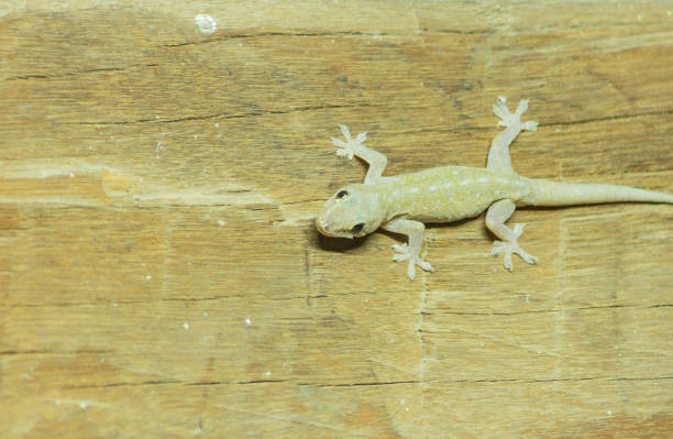 460 House Gecko Head Stock Photos Pictures Royalty Free Images IStock 460-house-gecko-head-stock-photos-pictures-royalty-free-images-istock